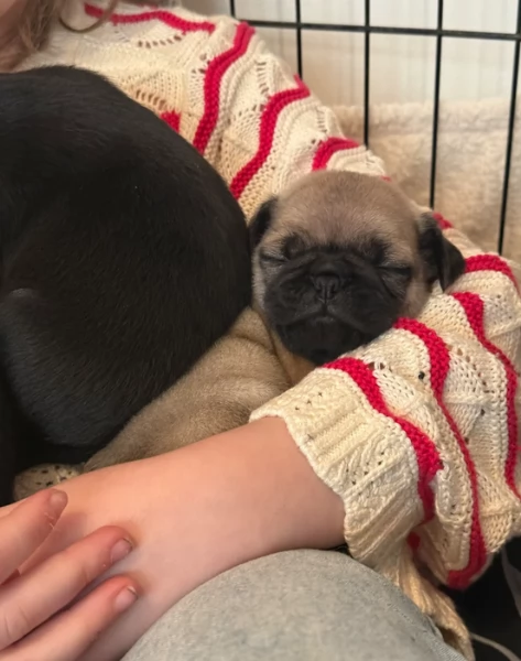 meravigliosi carlino di razza pura taglia picola per adozione