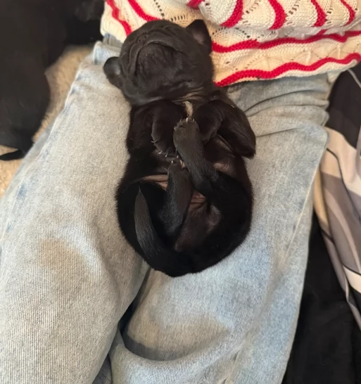 meravigliosi carlino di razza pura taglia picola per adozione | Foto 4