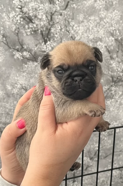 meravigliosi carlino di razza pura taglia picola per adozione | Foto 2
