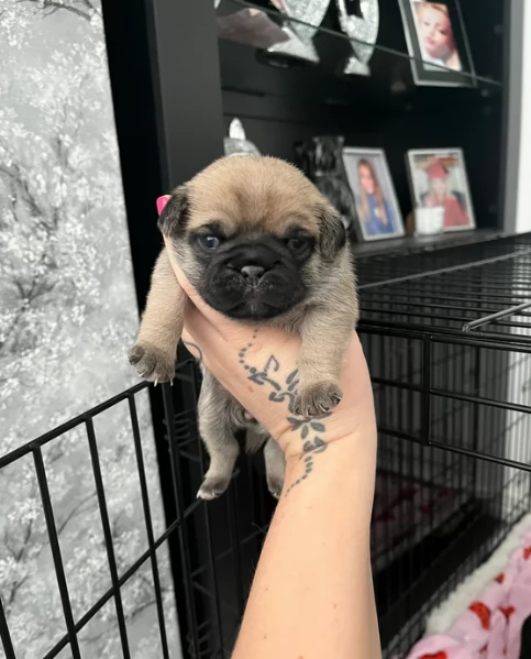 meravigliosi carlino di razza pura taglia picola per adozione