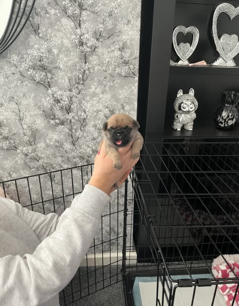 meravigliosi carlino di razza pura taglia picola per adozione | Foto 0