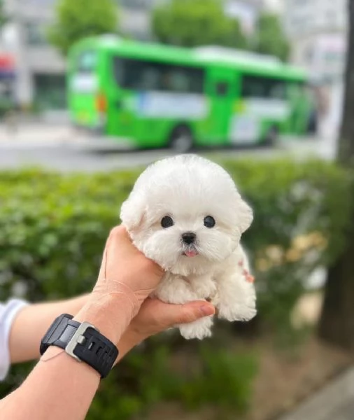 Bichon Maltes toy in cerca di adozione