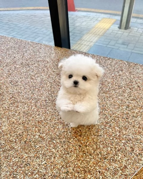 Bichon Maltes toy in cerca di adozione | Foto 1