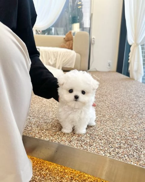 Bichon Maltes toy in cerca di adozione | Foto 0