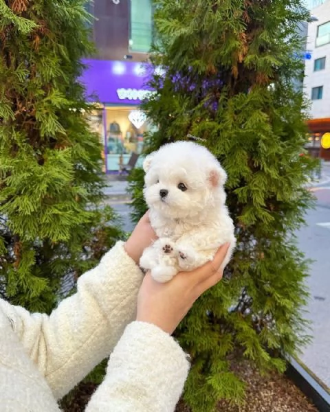 Cuccioli di Bichon Maltes in adozione | Foto 1