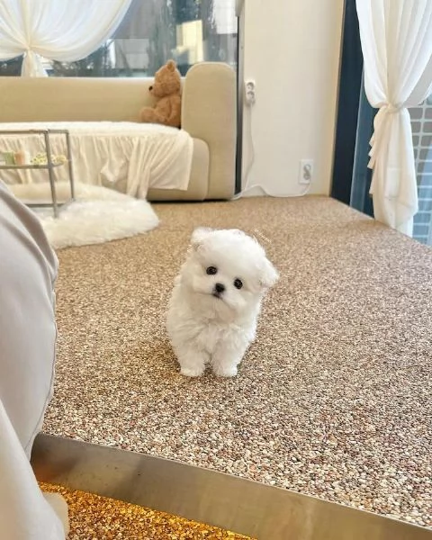 Cuccioli di Bichon Maltes in adozione | Foto 0