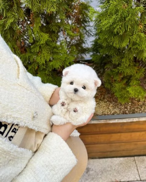 Cuccioli di Bichon Maltes in adozione