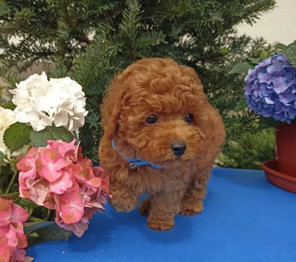 CUCCIOLI DI BARBONCINI TOY | Foto 0