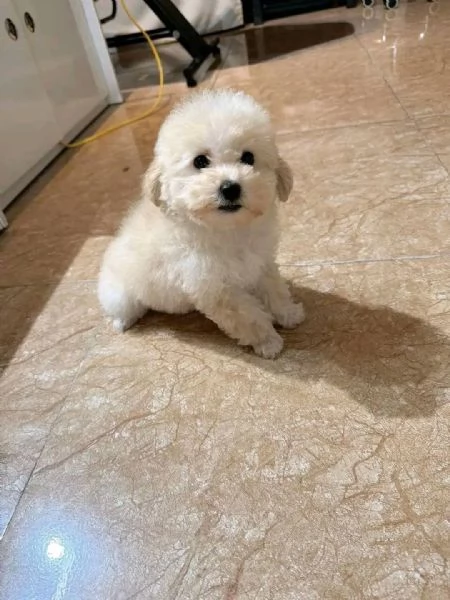 Barboncini - barboncini toy | Foto 0