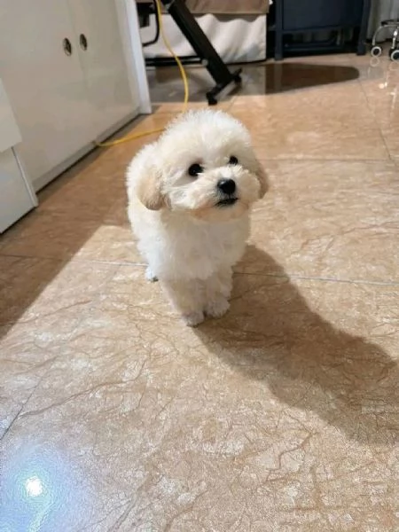 Barboncini - barboncini toy