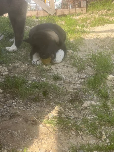 Cucciolo di Akita Americano