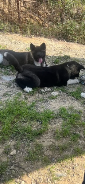 Cucciolo di Akita Americano | Foto 3