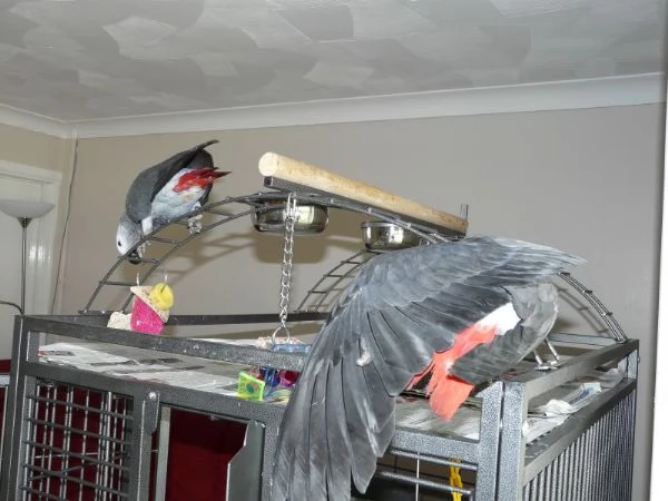 regalo! pappagalli grigi africani | Foto 1