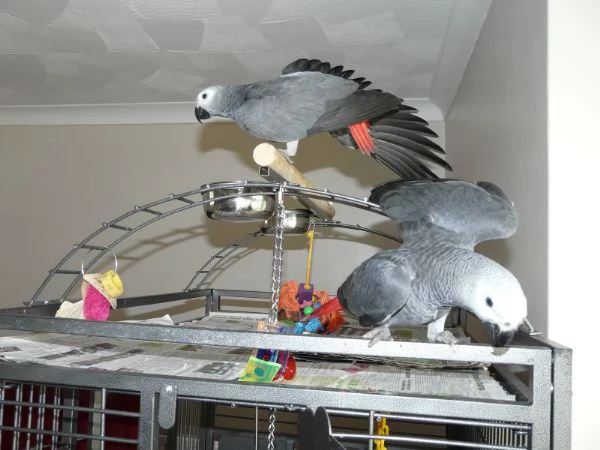 regalo! pappagalli grigi africani | Foto 0