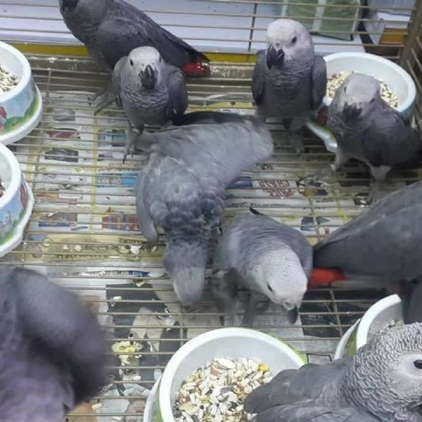 Adorabili pappagalli allevati a mano in cerca di una casa amorevole! | Foto 1