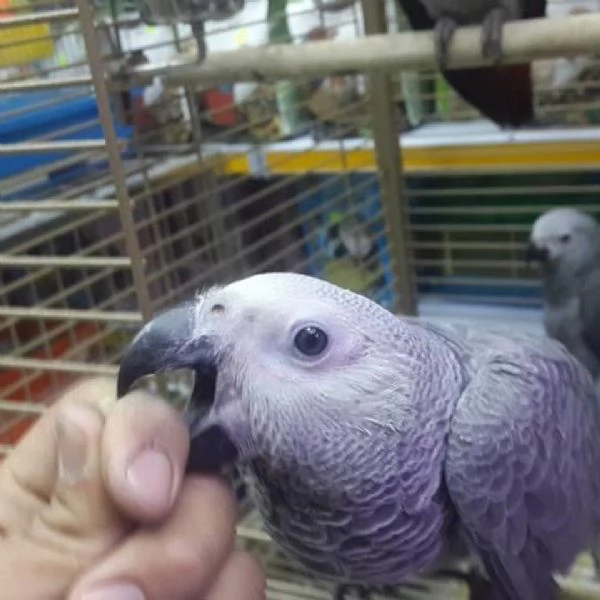 Adorabili pappagalli allevati a mano in cerca di una casa amorevole! | Foto 0