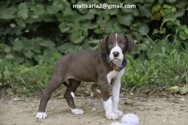 Alano CUCCIOLI (MASCHIO E FEMMINA) bellissimi cuccioli di Alano, maschio e femmina, si consegnano co