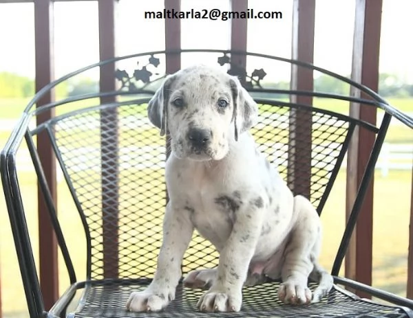Alano CUCCIOLI (MASCHIO E FEMMINA) bellissimi cuccioli di Alano, maschio e femmina, si consegnano co