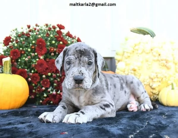 Alano CUCCIOLI (MASCHIO E FEMMINA) bellissimi cuccioli di Alano, maschio e femmina, si consegnano co