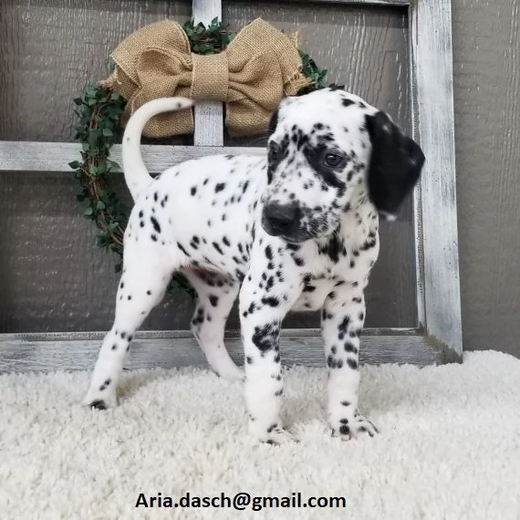 Regalo Bianchi cuccioli di dalmata Cuccioli di dalmata- molto belli! Maschi e femmine. I cuccioli so