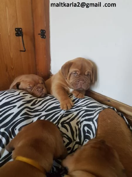 Dogue Bordeaux CUCCIOLI (MASCHIO E FEMMINA) bellissimi cuccioli di Dogue Bordeaux, maschio e femmina