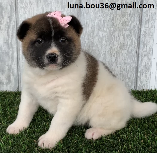 Regalo Cuccioli Akita Inu Disponibili bellissimi cuccioli di Akita Inu, genitori visibili, i cucciol