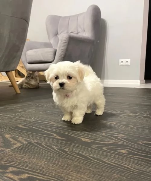 splendidi cuccioli maltese, questi adorabili picco... | Foto 0