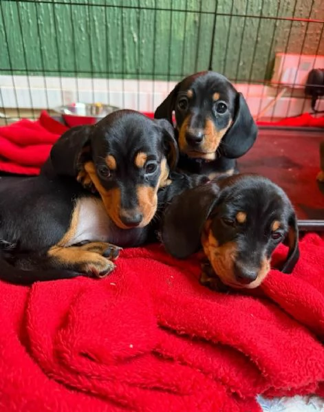 Splendidi cuccioli di Bassotto | Foto 3