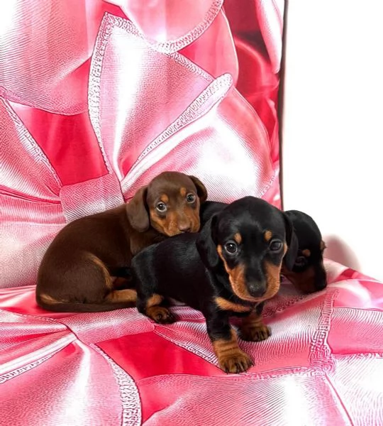 Splendidi cuccioli di Bassotto | Foto 0