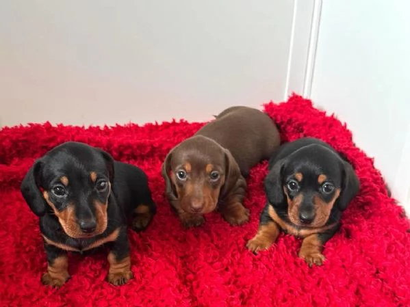 Splendidi cuccioli di Bassotto | Foto 1