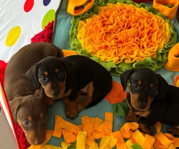 Splendidi cuccioli di Bassotto | Foto 5