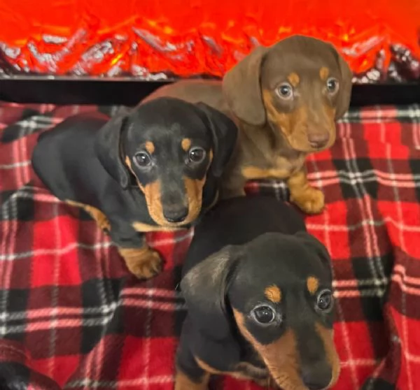 Splendidi cuccioli di Bassotto | Foto 4
