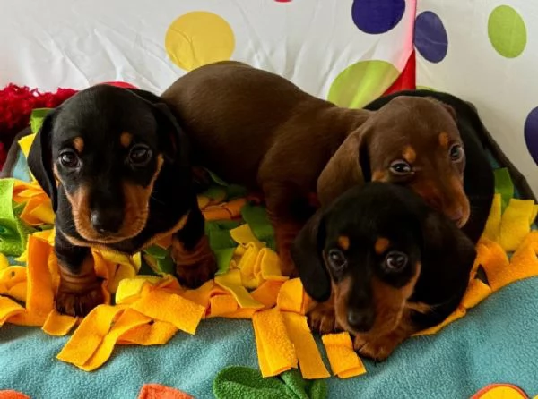 Splendidi cuccioli di Bassotto | Foto 2
