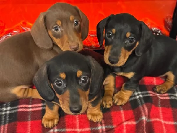 Splendidi cuccioli di Bassotto
