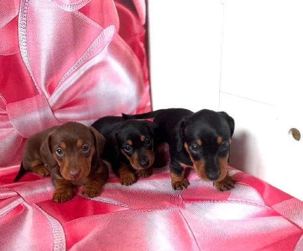 Splendidi cuccioli di Bassotto | Foto 0