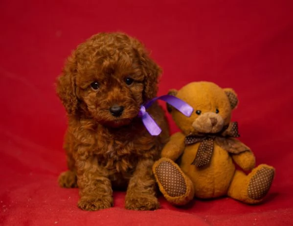 Due cuccioli di Barboncina toy 