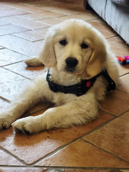 Cucciola golden retriver | Foto 1