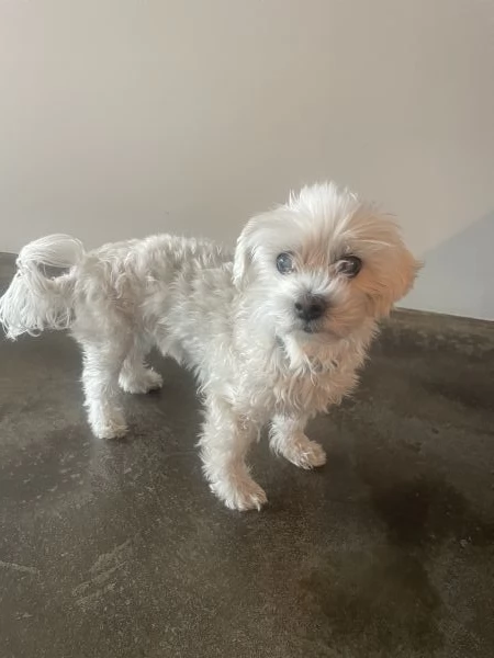 Regalo Stella una maltesina dolcissima 