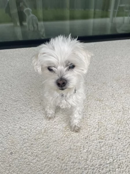 Regalo Stella una maltesina dolcissima  | Foto 0