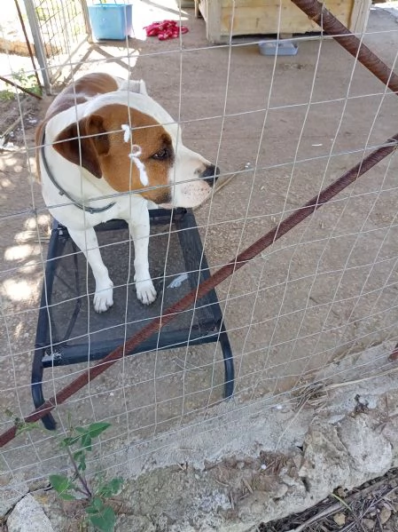 Si cerca qualcuno che possa adottare Rubber cane di compagnia . 