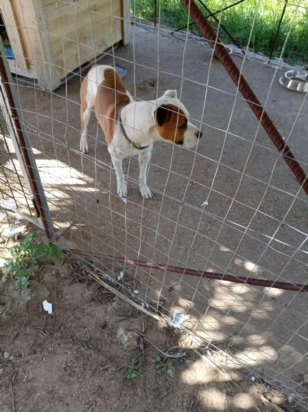 Si cerca qualcuno che possa adottare Rubber cane di compagnia .  | Foto 6