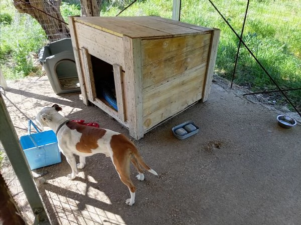 Si cerca qualcuno che possa adottare Rubber cane di compagnia .  | Foto 5