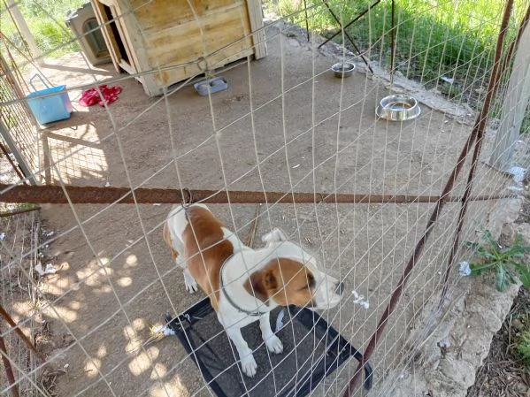 Si cerca qualcuno che possa adottare Rubber cane di compagnia .  | Foto 4