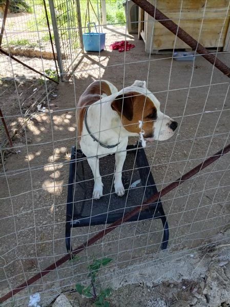 Si cerca qualcuno che possa adottare Rubber cane di compagnia .  | Foto 3