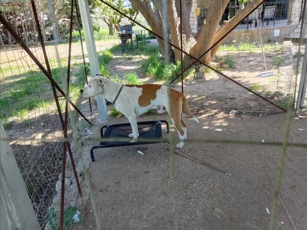 Si cerca qualcuno che possa adottare Rubber cane di compagnia .  | Foto 2