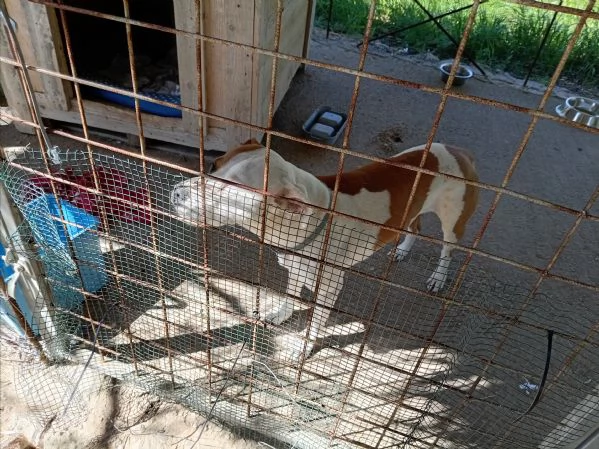 Si cerca qualcuno che possa adottare Rubber cane di compagnia .  | Foto 1