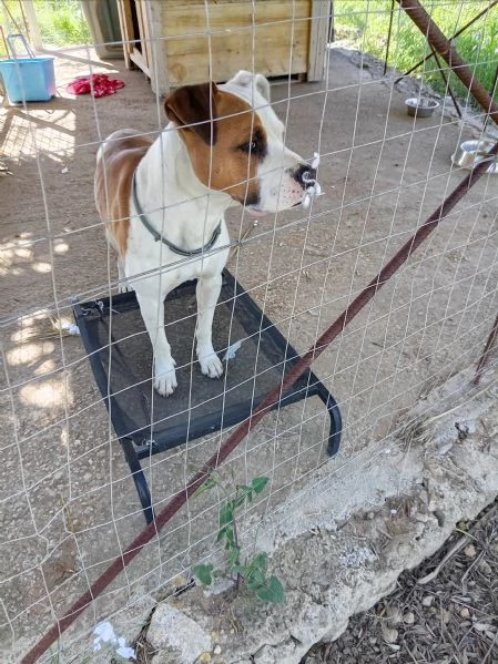 Si cerca qualcuno che possa adottare Rubber cane di compagnia .  | Foto 0