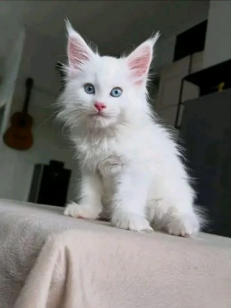 Cucciola di razza Maine Coon | Foto 0