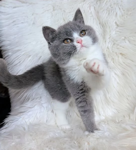British Shorthair maschio e femmina