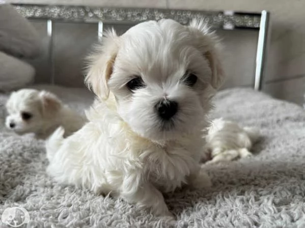 Maltese toy cuccioli | Foto 1